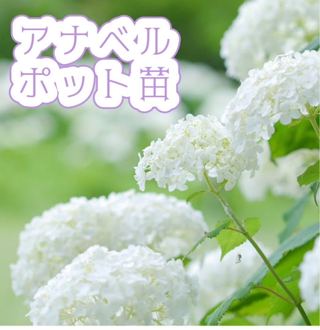 Amazon.co.jp: アナベル 挿し木苗 ポットごと : ホビー